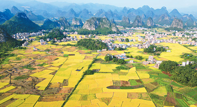 霜降將至，廣西壯族自治區(qū)賀州市平桂區(qū)黃田鎮(zhèn)廣大農(nóng)民搶抓農(nóng)時(shí)抓緊晚稻收割，確保糧食顆粒歸倉(cāng)。黃旭胡攝（人民視覺）