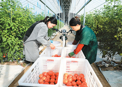 近年來(lái)，安徽省淮北市烈山區(qū)古饒鎮(zhèn)運(yùn)用新技術(shù)發(fā)展現(xiàn)代智慧農(nóng)業(yè)，著力打造布局優(yōu)、規(guī)模大、效益高的蔬菜產(chǎn)業(yè)體系，促進(jìn)農(nóng)業(yè)增效、農(nóng)民增收。圖為11月初，古饒鎮(zhèn)高標(biāo)準(zhǔn)設(shè)施蔬菜示范種植基地內(nèi)，工人正在采摘頭茬西紅柿。李 鑫攝（人民視覺(jué)）