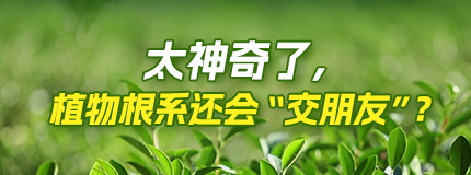 太神奇了，植物根系還會“交朋友”？