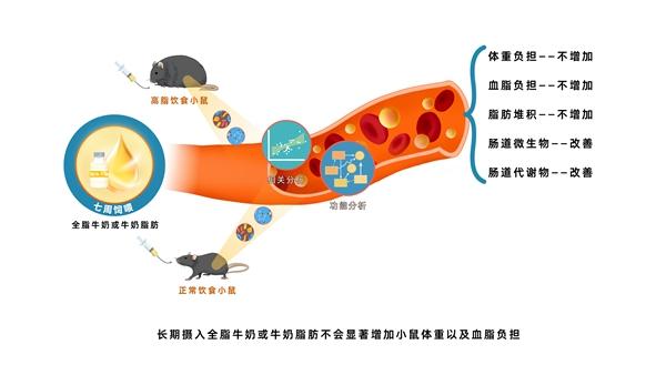 全脂牛奶或牛奶脂肪調(diào)節(jié)血脂代謝機理示意圖。農(nóng)業(yè)農(nóng)村部食物與營養(yǎng)發(fā)展研究所供圖