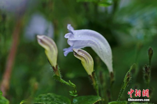 圖為滇西馬藍(lán)花朵酷似馬頭。郁云江 攝