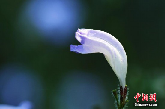 圖為滇西馬藍(lán)花朵微開。郁云江 攝